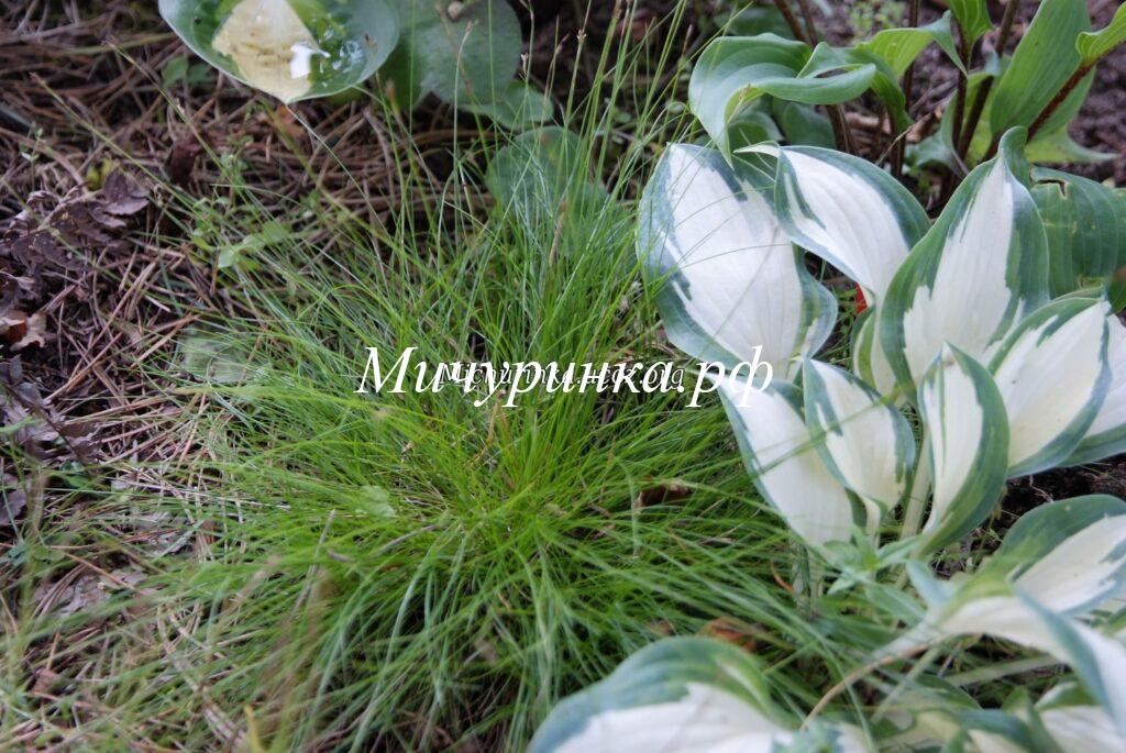 Осока эбурнеа (Carex eburnean) 