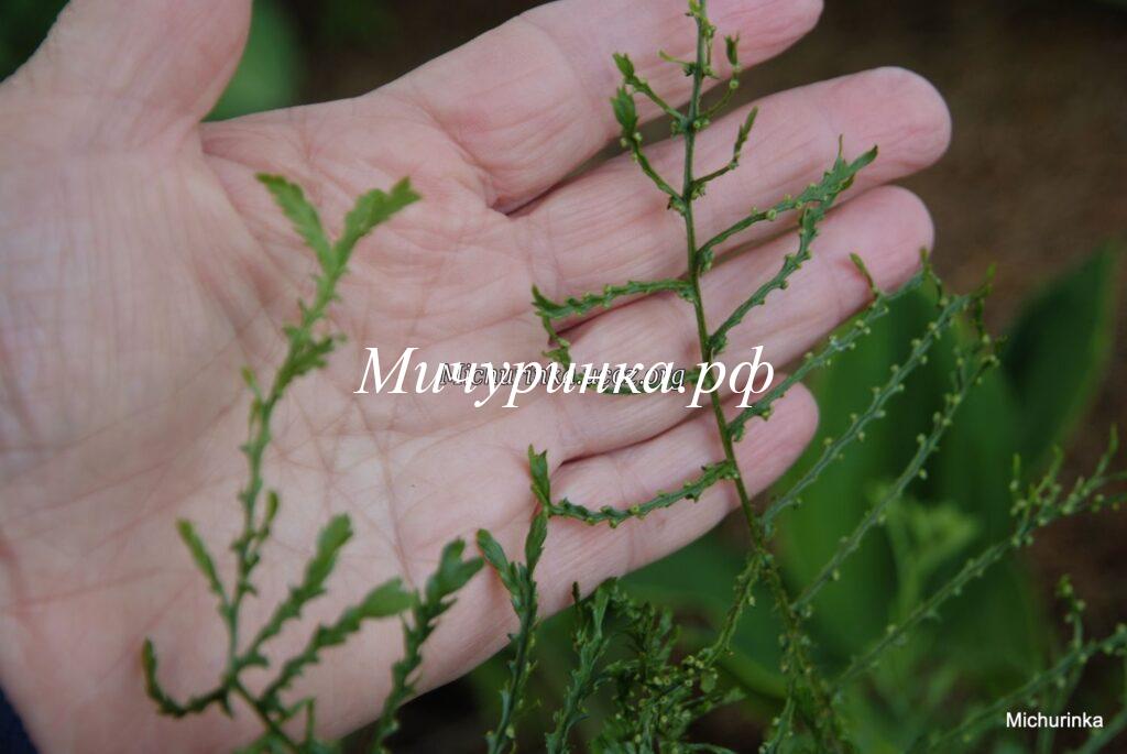 Щитовник мужской «Линеарис Полидактилон» (Dryopteris filix-mas «Linearis Polydactylon»)