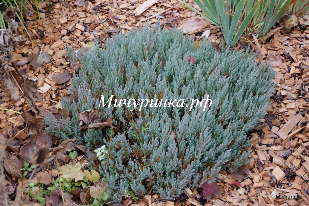 Можжевельник горизонтальный «Блу Форест» (Juniperus horizontalis «Blue Forest») 