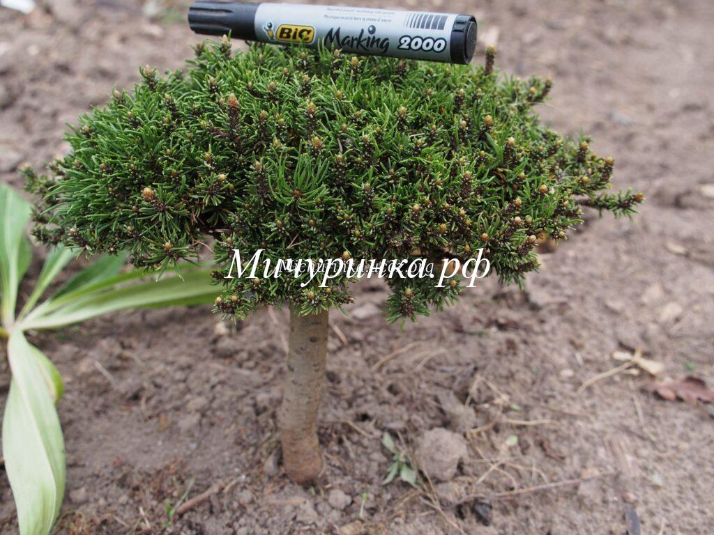 С. горная «Киссен» (старое название «Бревифолия») (Pinus mugo «Kissen», syn. «Brevifolia»)
