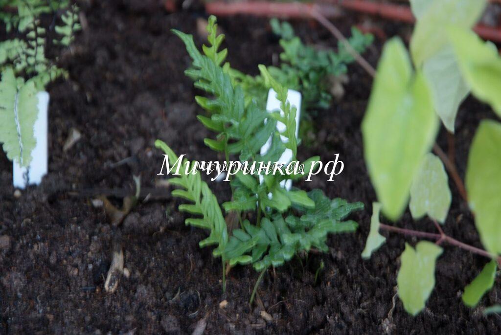 Многоножка обыкновенная «Бифидо Мультифидум» (Polypodium vulgare «Bifido Multifidum») 