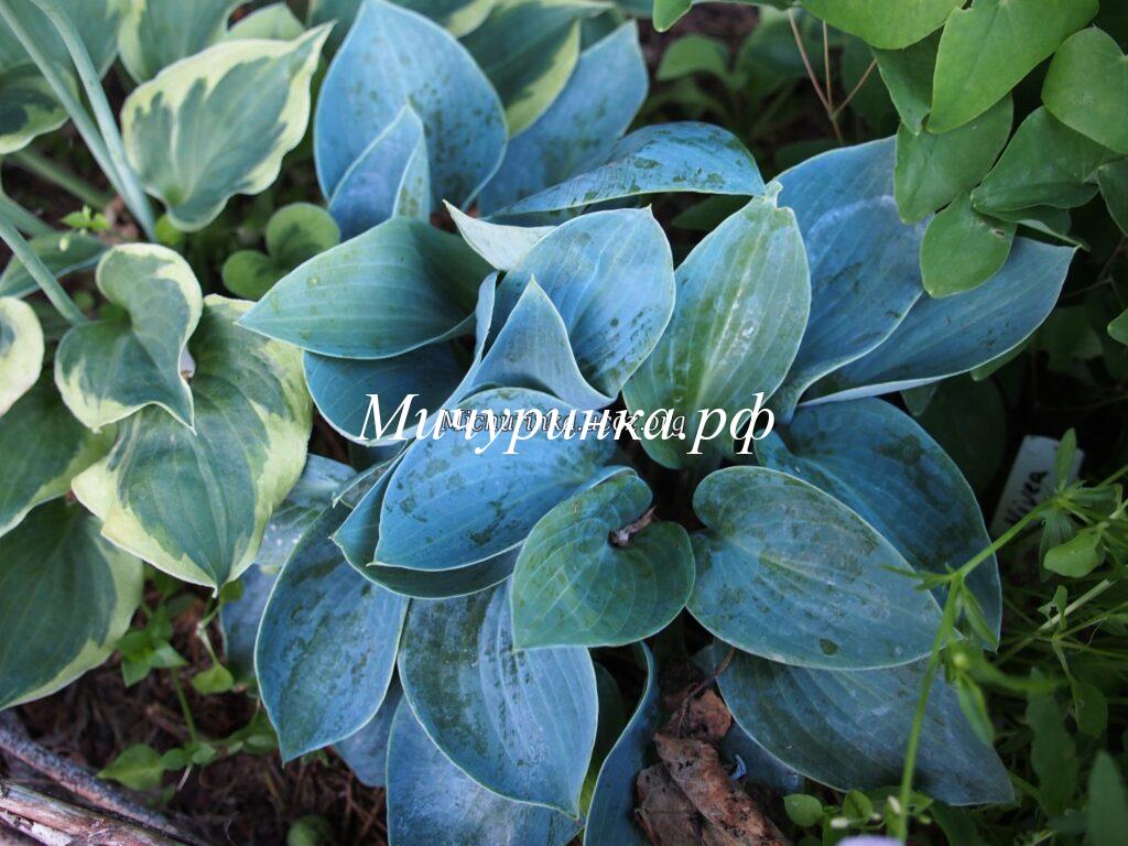 Хосты с голубыми и сине-зелеными листьями