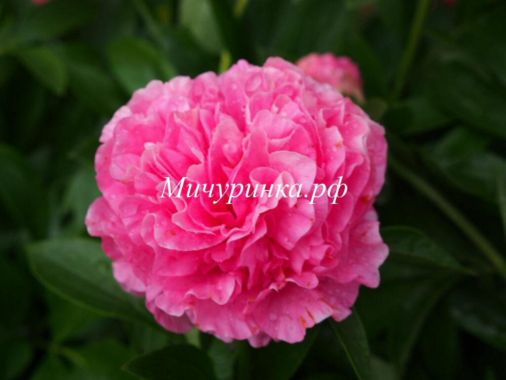 Пион Carnations Bouquet