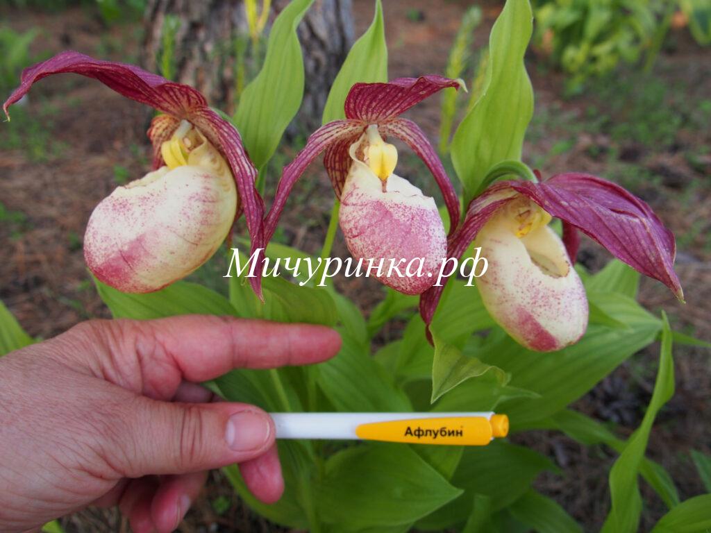 Орхидея венерин башмачок «Kentuckiense x rebunense» - Cypripedium «Kentuckiense x rebunense»