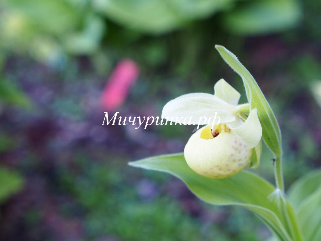 Орхидея венерин башмачок Циприпедиум жёлтый - Cypripedium Flavum