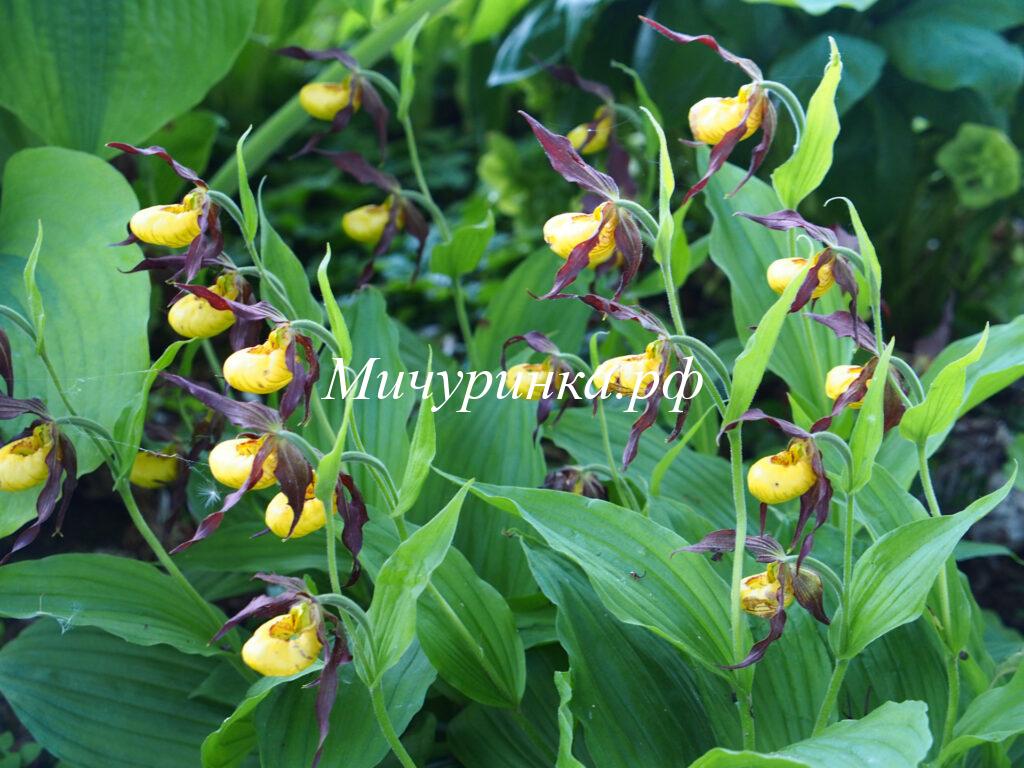 Орхидея венерин башмачок «Hank Small» - Cypripedium «Hank Small»