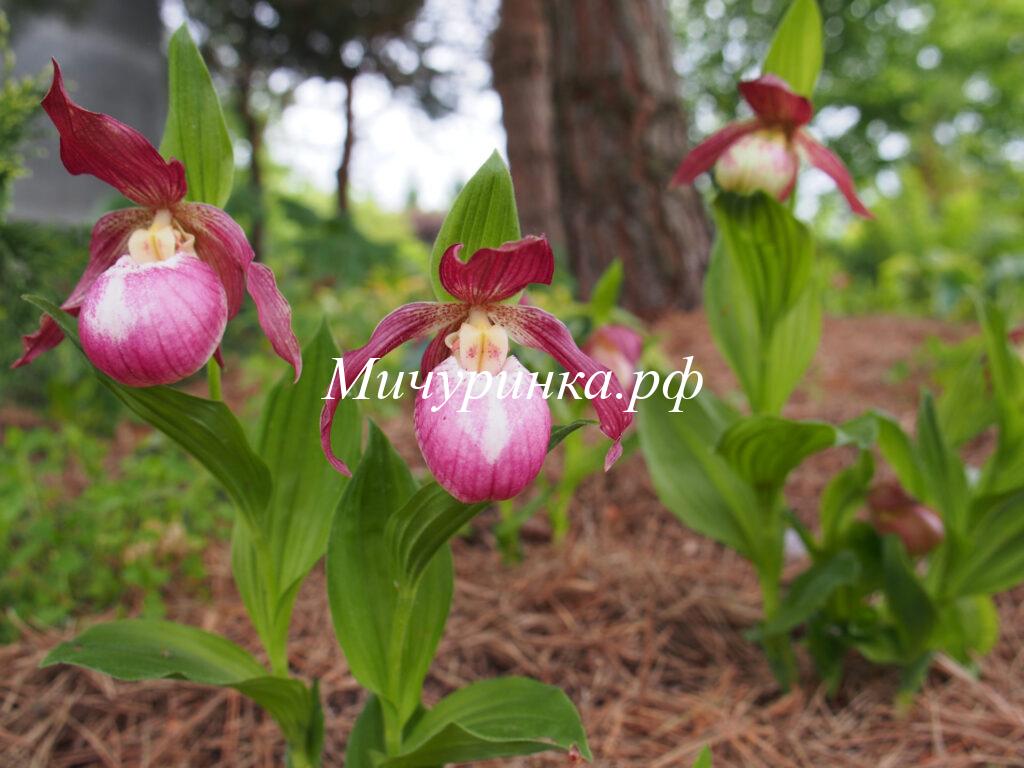 Орхидея венерин башмачок «Philipp» - Cypripedium «Philipp»