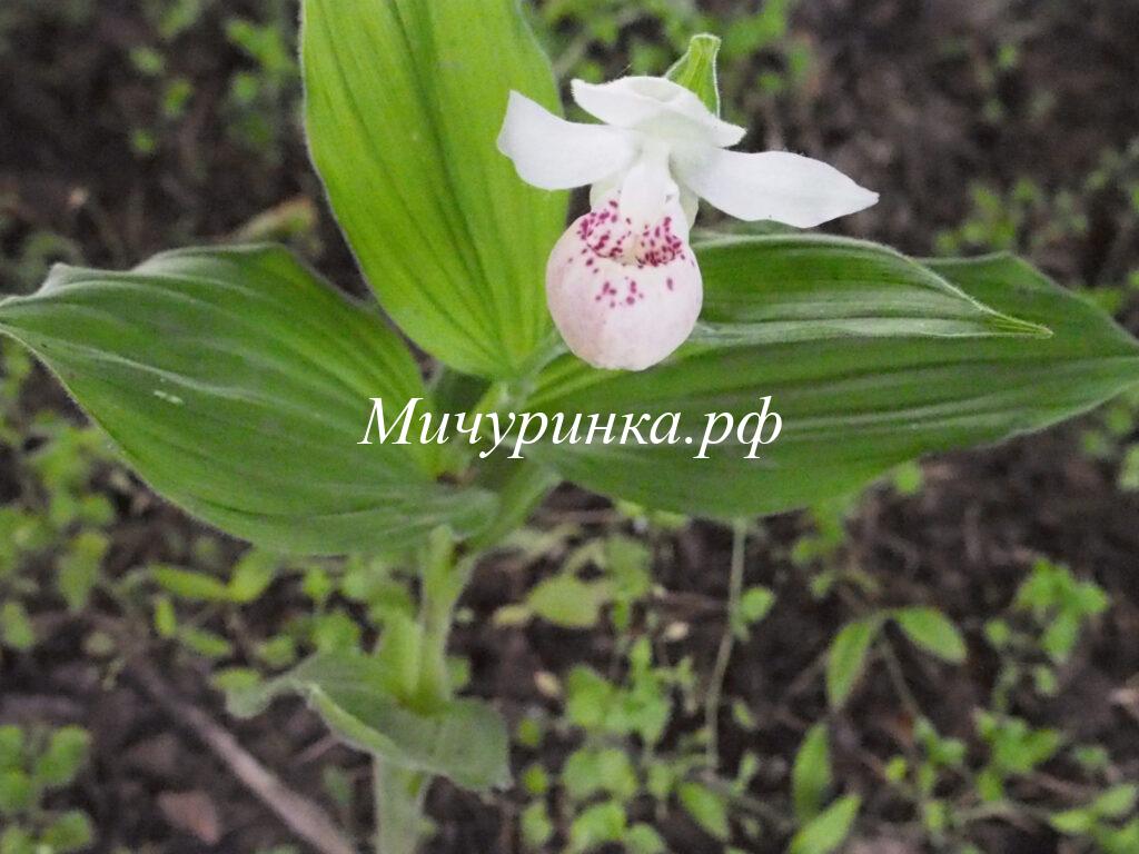 Орхидея венерин башмачок королевы — Cypripedium reginae