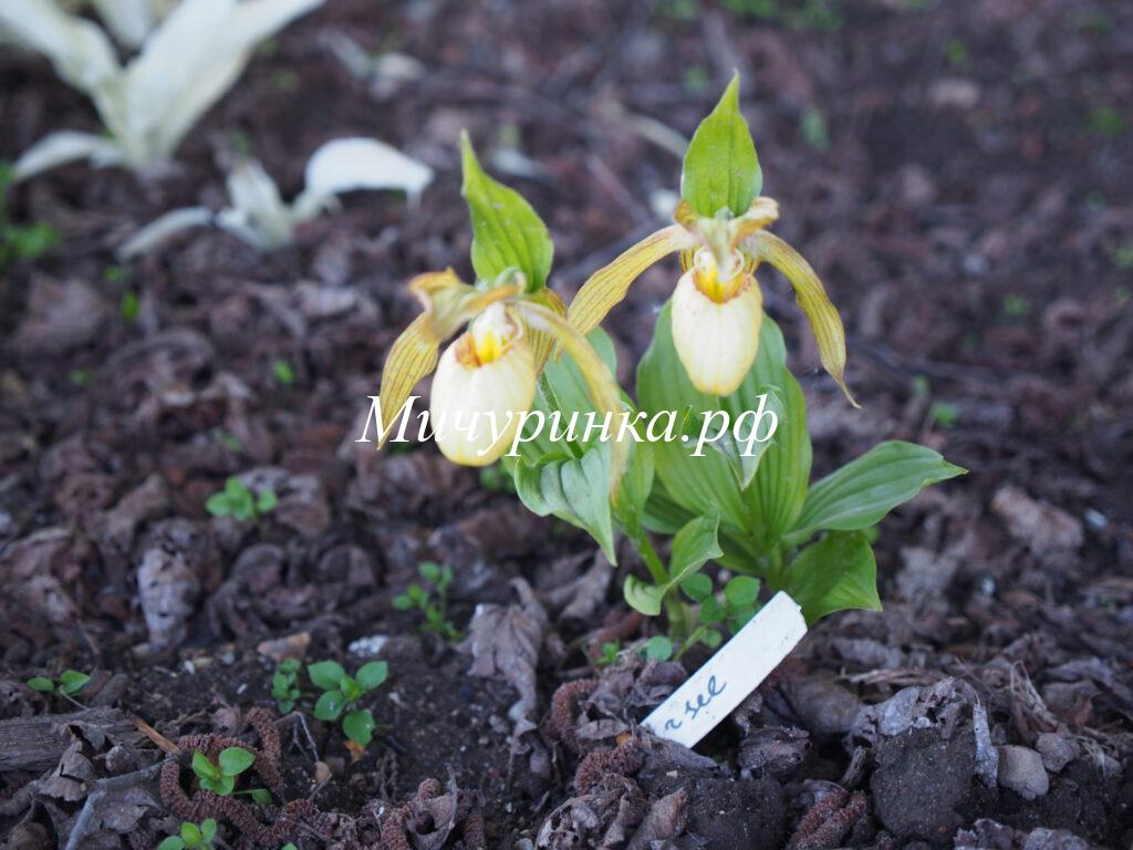 Орхидея венерин башмачок «Ursel» - Cypripedium «Ursel»