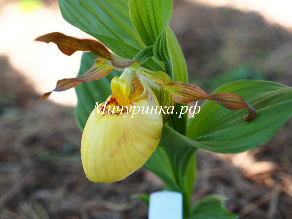 Орхидея венерин башмачок «Victoria» - Cypripedium «Victoria»