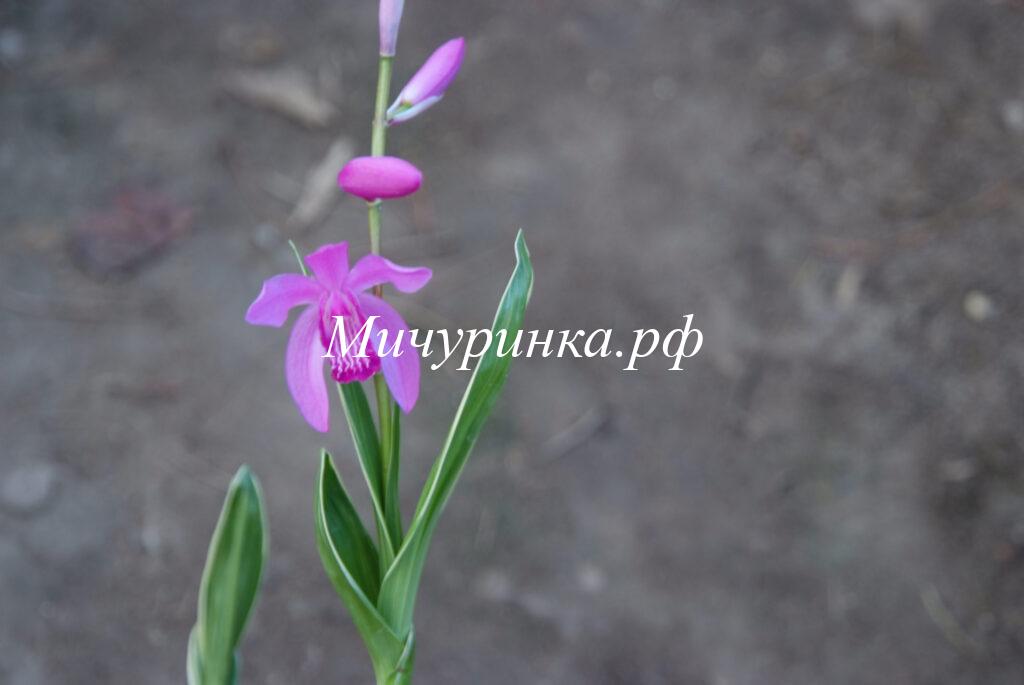 Орхидея блетилла полосатая - Bletilla striata