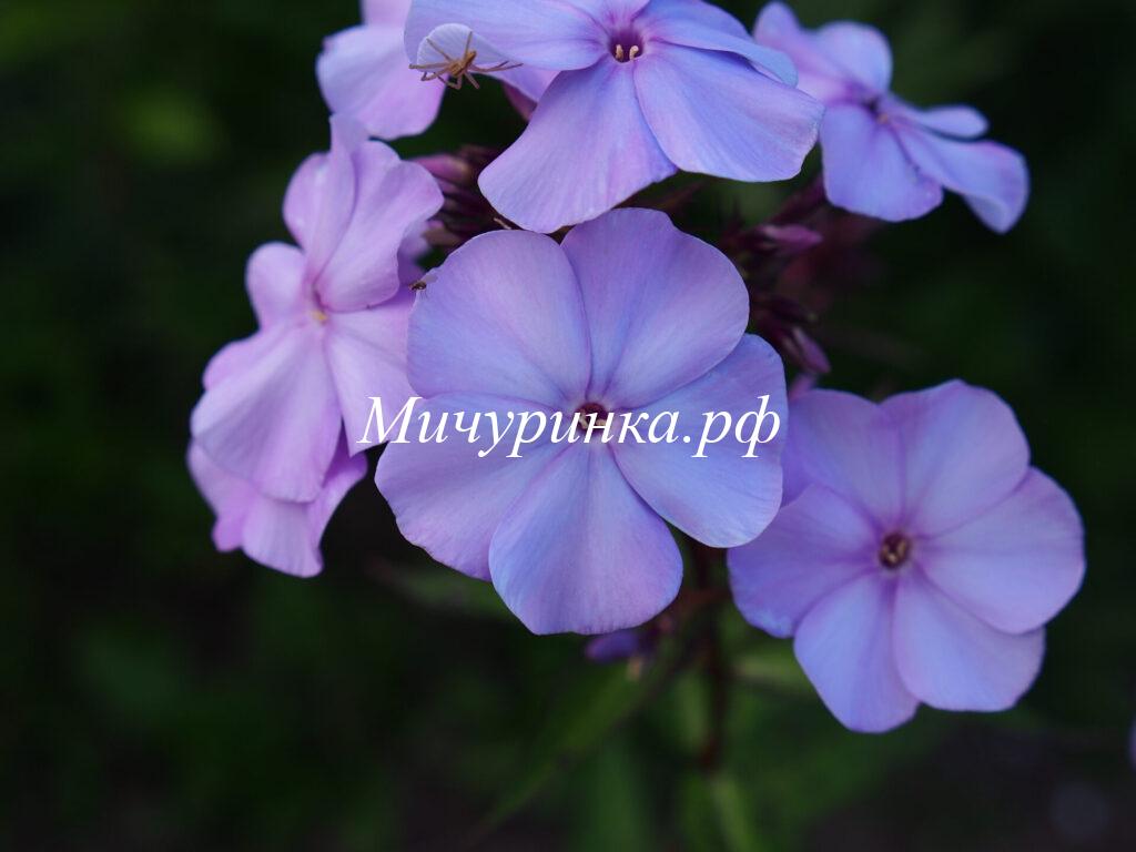 Флокс Сириус (Lilac Time)